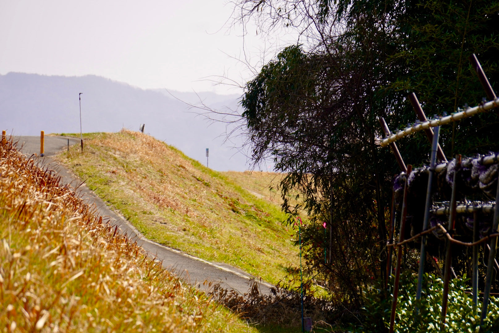 Matcha Estate & Factory Tour