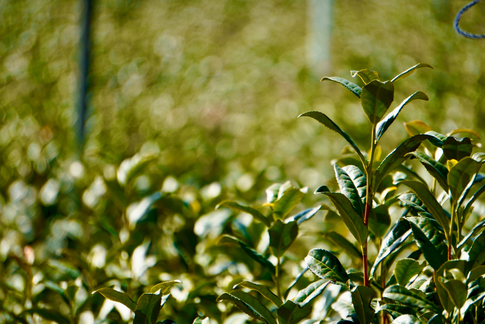 Matcha Estate & Factory Tour