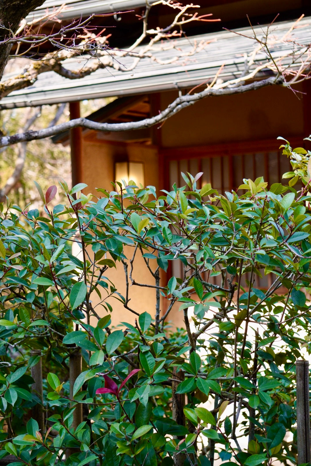 Solo Zen Foodie Tour