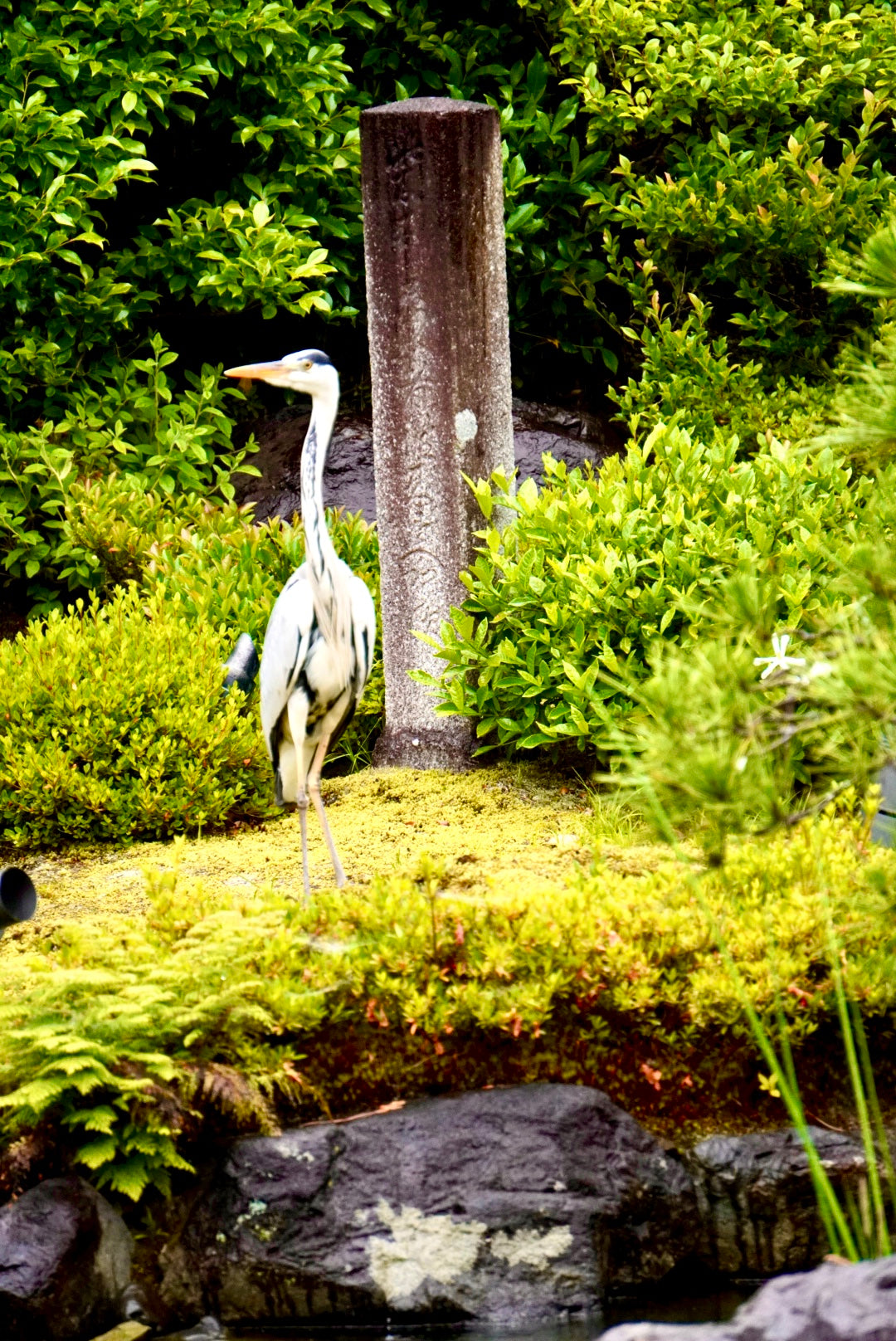 Solo Gorgeous Garden Tour