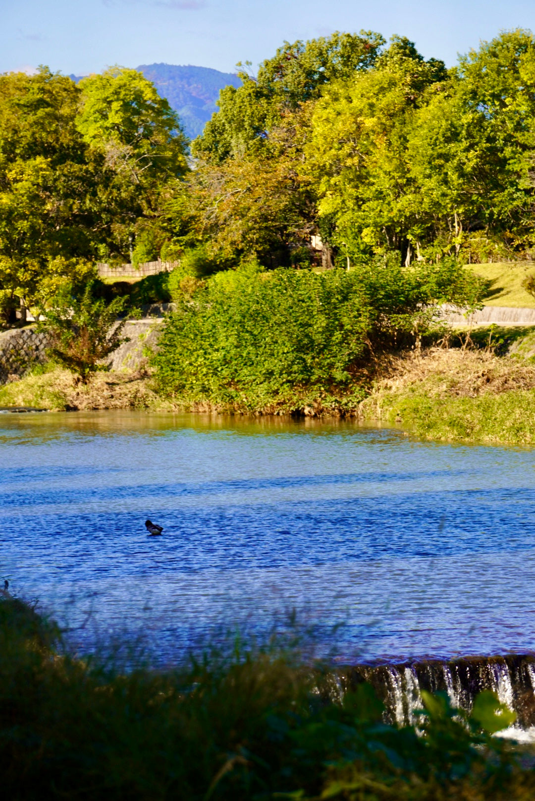 Riverside Picnic
