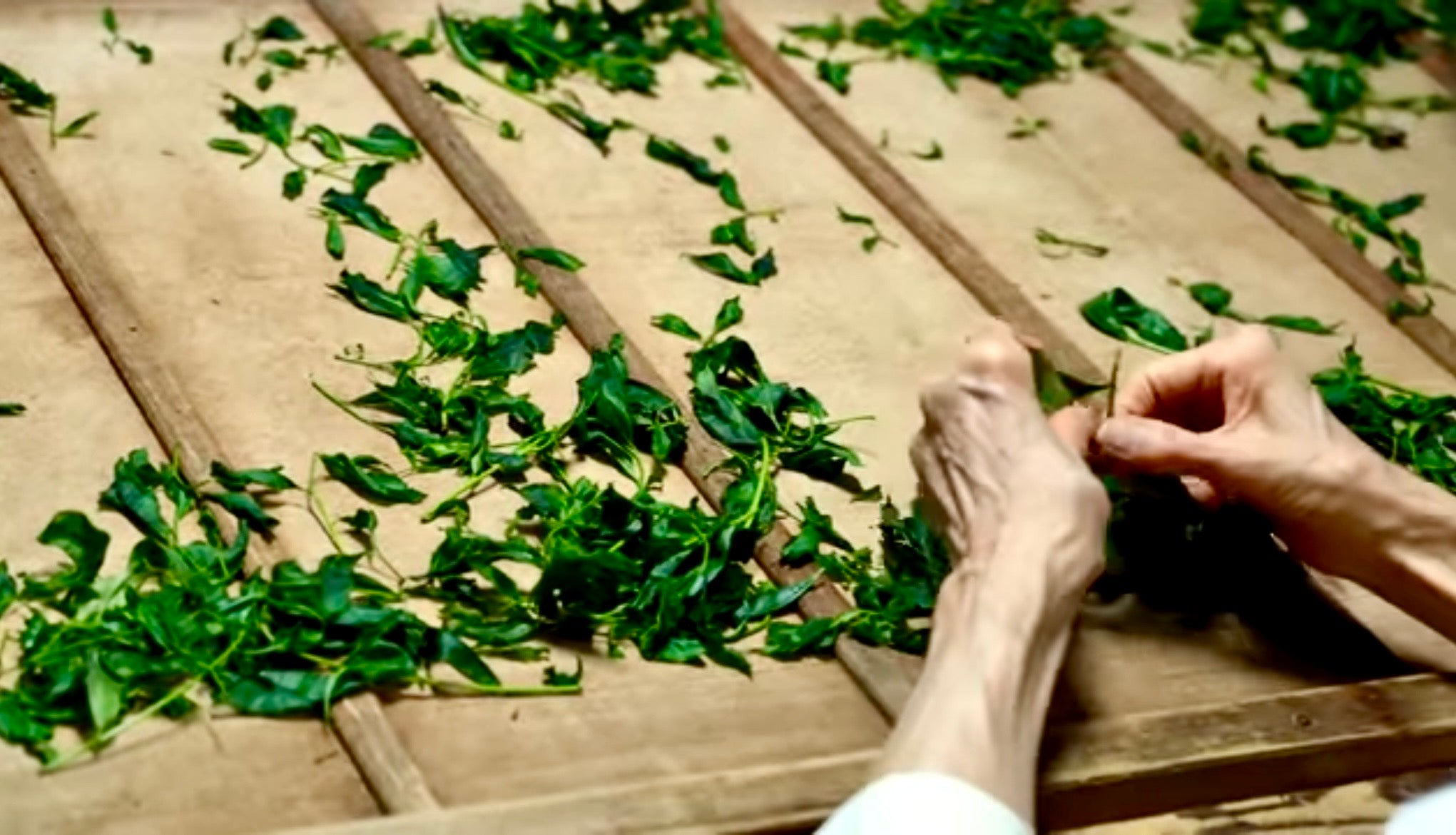 Matcha Estate & Factory Tour