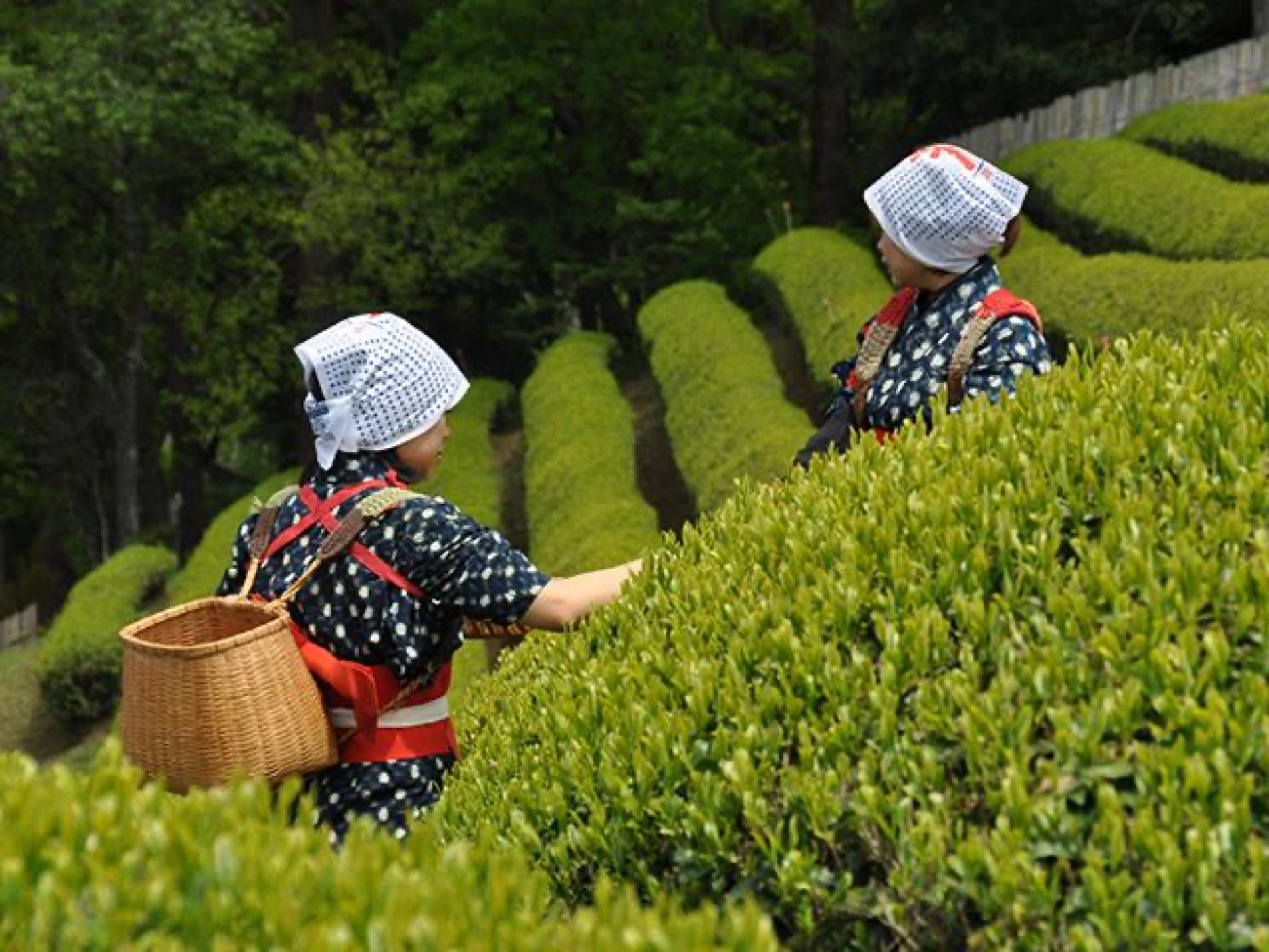 Tea Estate Tour