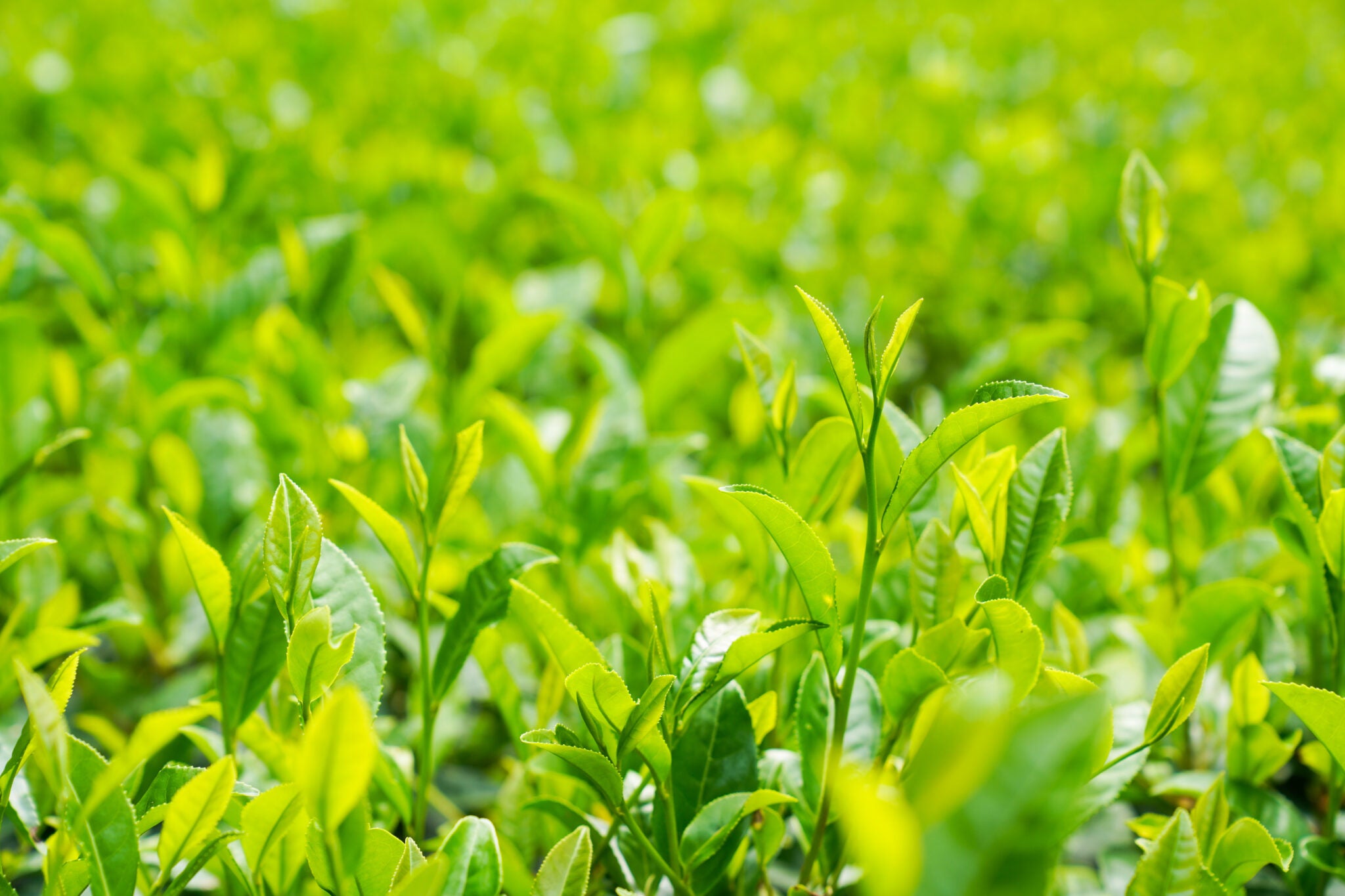 Uji Tea Tour