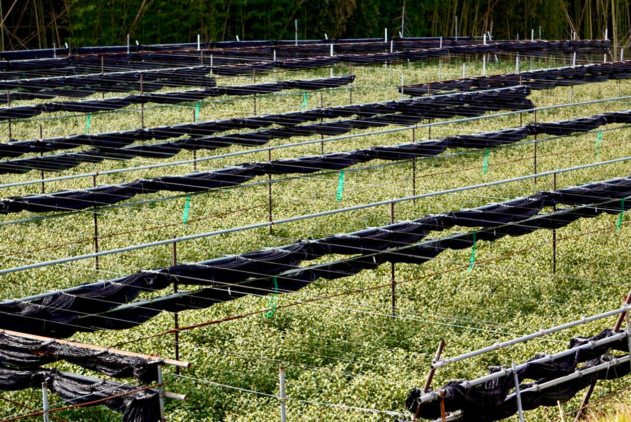 Matcha Estate & Factory Tour