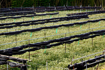 Matcha Estate & Factory Tour