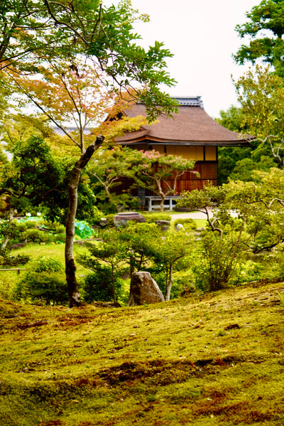 Tea Garden Tour