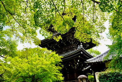 Temple Tea Tour
