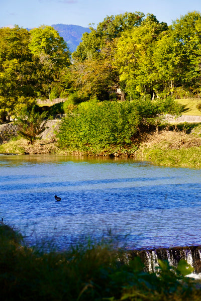 Riverside Picnic