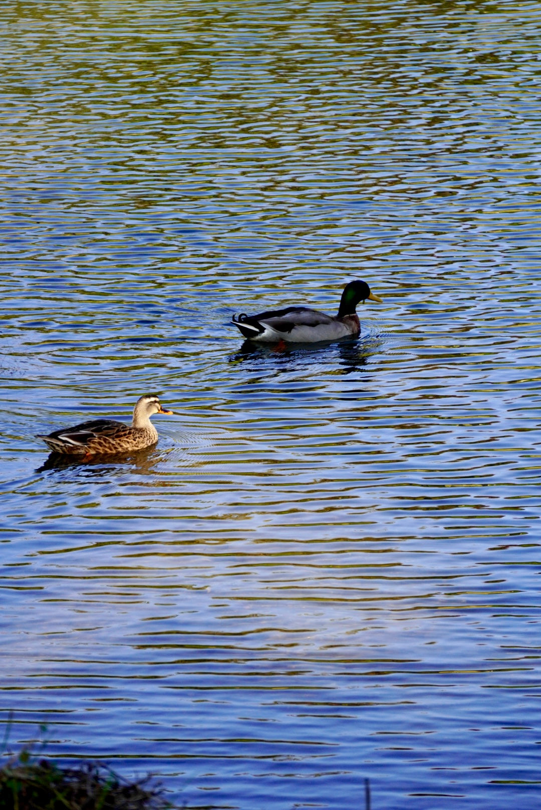 Riverside Picnic