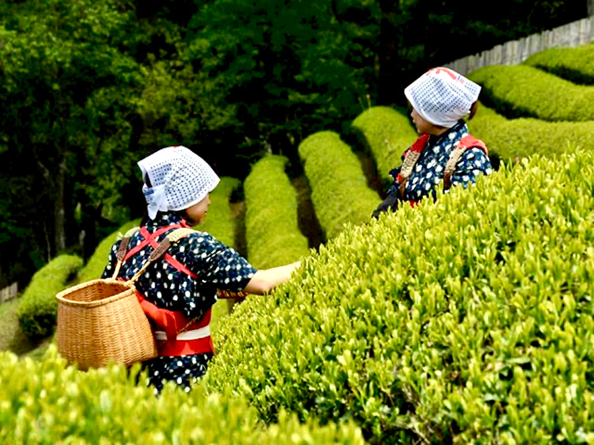 Tea Estate Tour