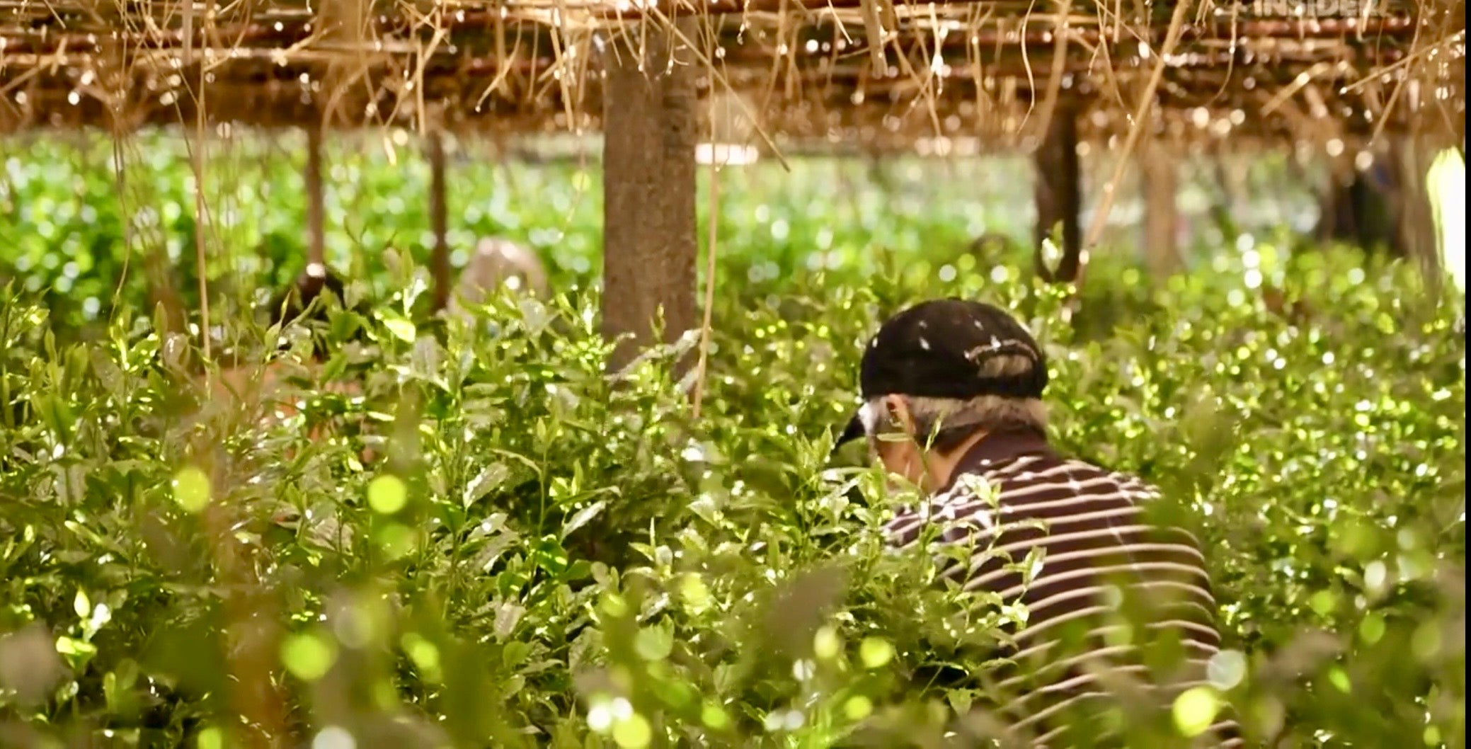 Matcha Estate & Factory Tour