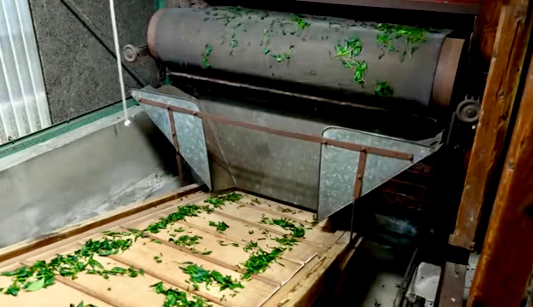 Matcha Estate & Factory Tour