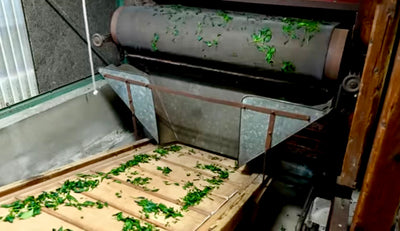 Matcha Estate & Factory Tour