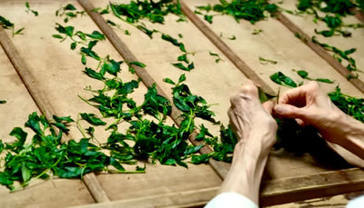 Matcha Estate & Factory Tour