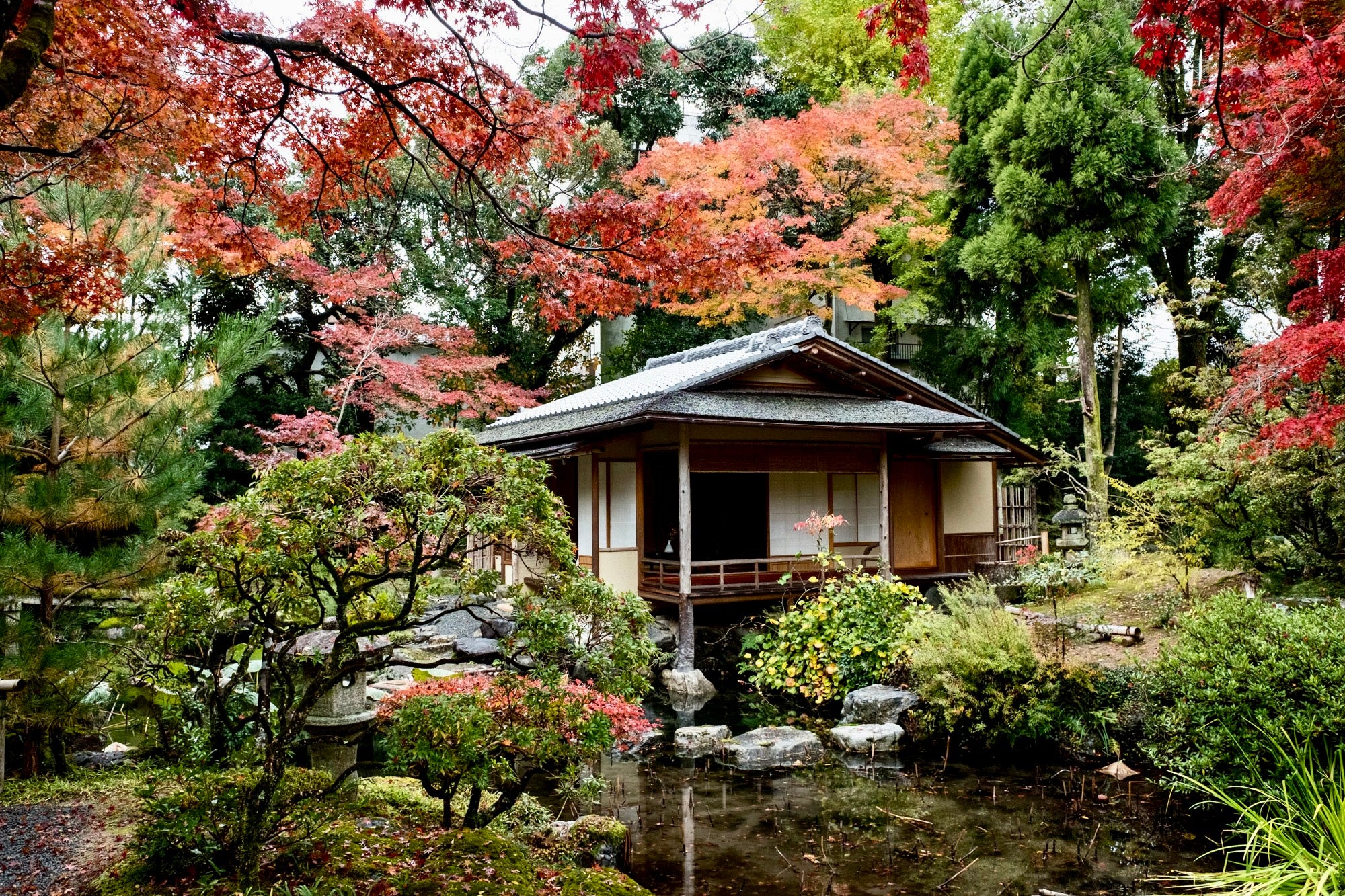Tea Garden Tour